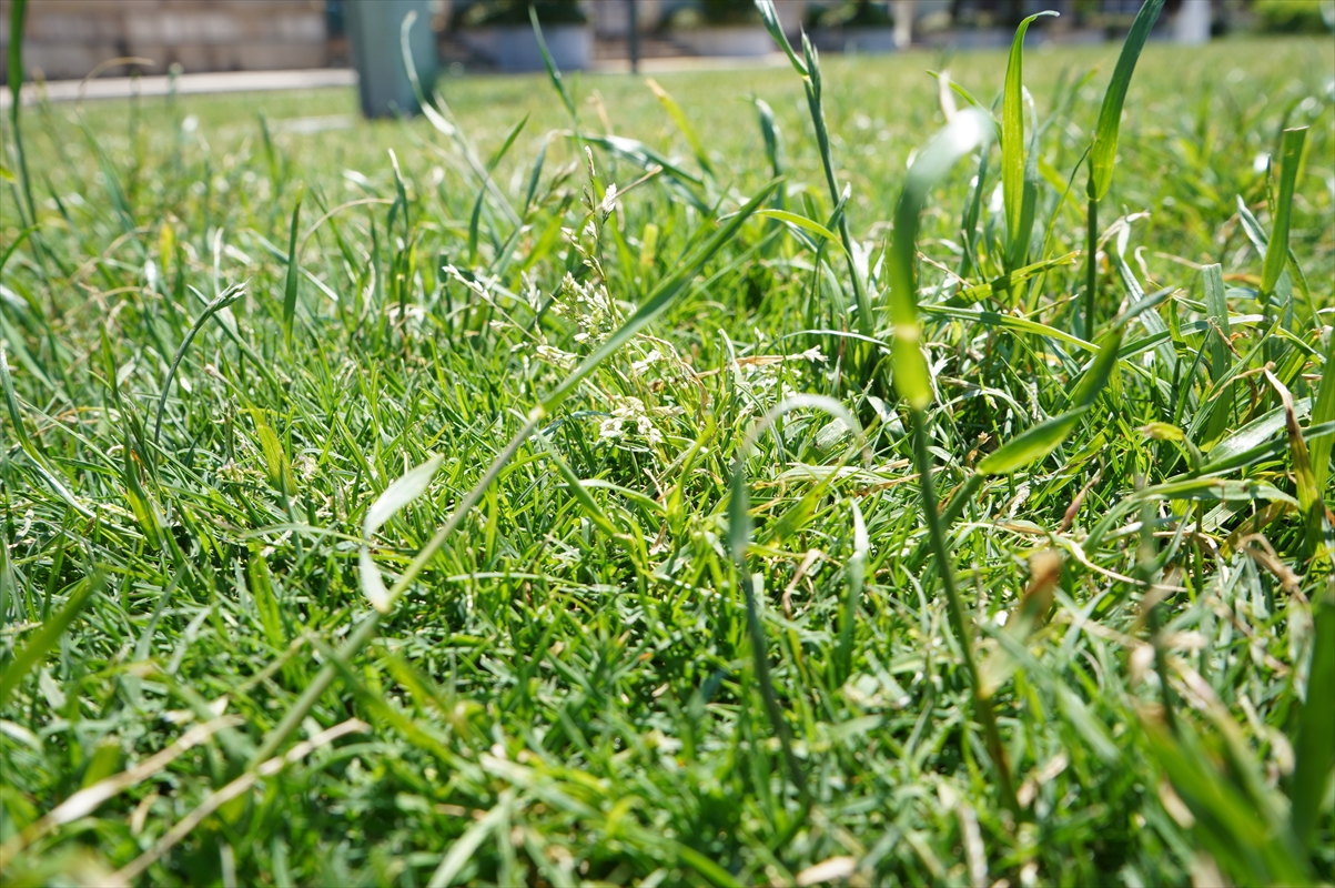 わらべ夢ひろばの芝生が夏モードに 芝生の手入れが行われました わらべ館 童謡 唱歌とおもちゃのミュージアム